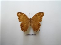 藏品(長紋黛眼蝶)的圖片